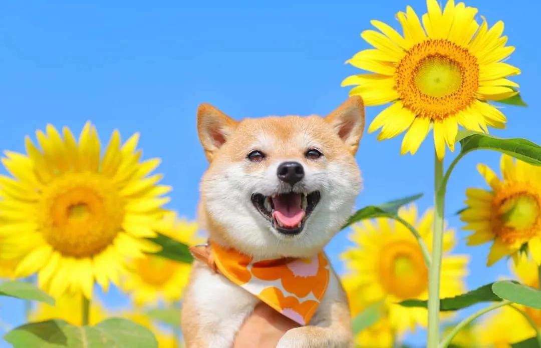 笑话大全爆笑