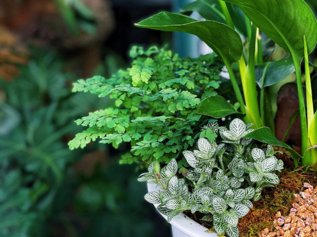 写植物的作文