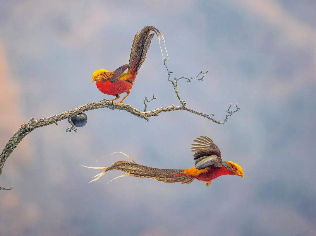 鸟的故事 鸟的故事简短